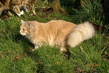 Sibirische Katzen Floris von der Gronau